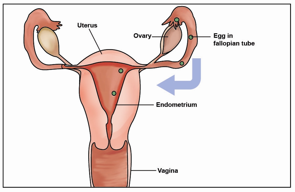 Dry Sex And Pregnancy 107